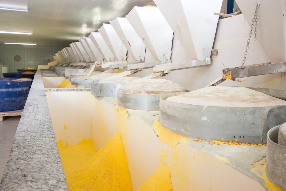 Milho selecionado para moagem